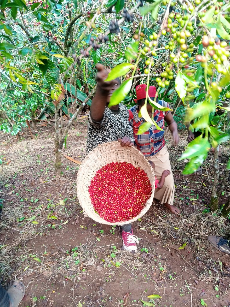 Love Life Coffee Muda Tatesa single source farm picking beans